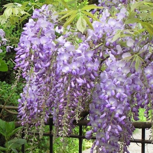 Bloemen van de Chinese blauwe regen